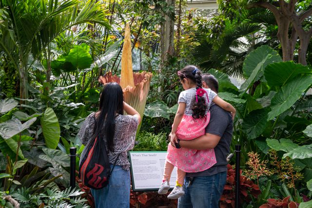 New York Botanical Garden visitors admire the corpse flower